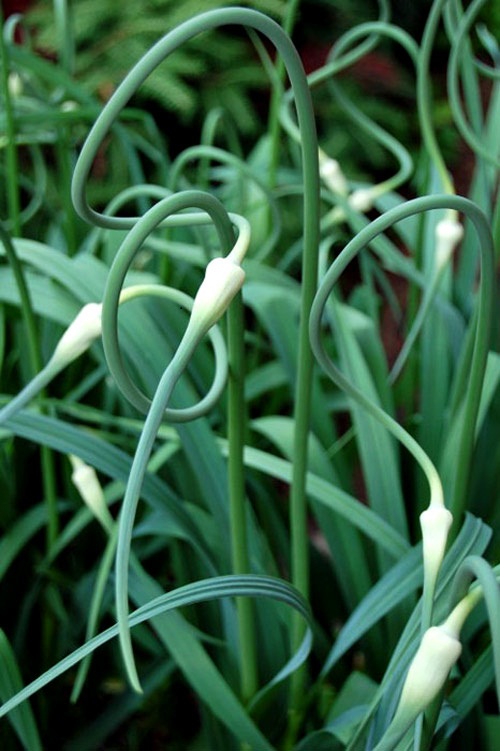 Ngồng tỏi.