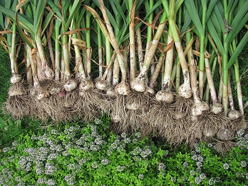 Khi tỏi già, bạn có thể thu hoạch để tích trữ.