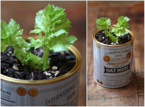 1485445567344-1465460127-regrowing-celery