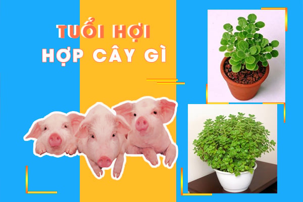 tuoi-hoi-hop-cay-gi