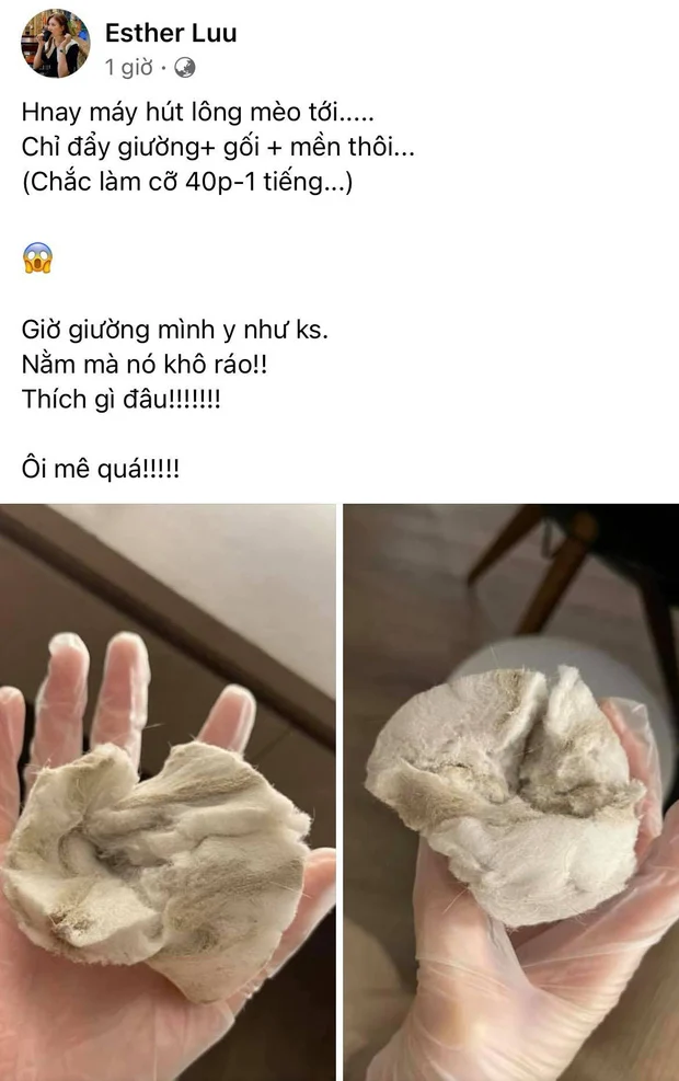 Hari Won phát hoảng khi tự tay dọn dẹp phòng ốc và phát hiện lông mèo xuất hiện ở khắp mọi ngóc ngách. Số lông mèo cuộn lại có kích thước như 1 trái bóng tennis. Cô cũng không tin được rằng ngày thường 2 vợ chồng cô đã nằm trên chiếc giường nhiều lông mèo đến vậy. Em gái Trấn Thành phải nhắc nhở chị dâu: 