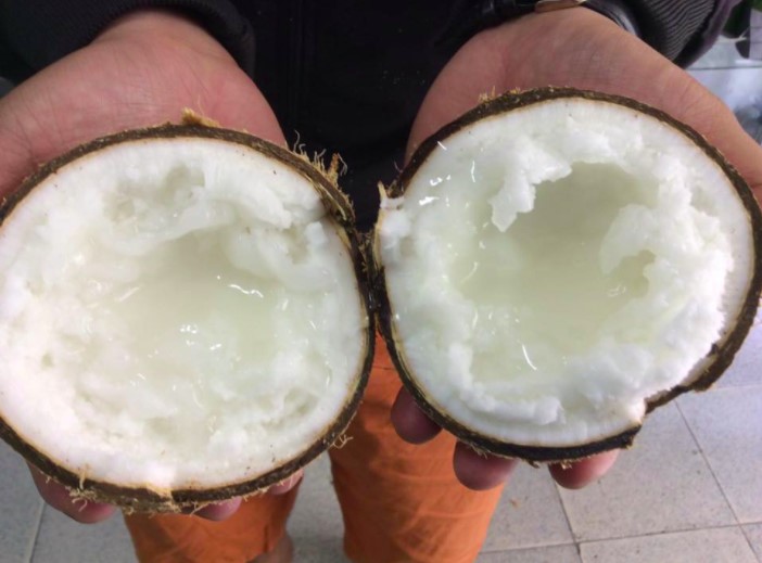 Dừa sáp đặc ruột, cơm dừa dẻo, béo hơn dừa thường.