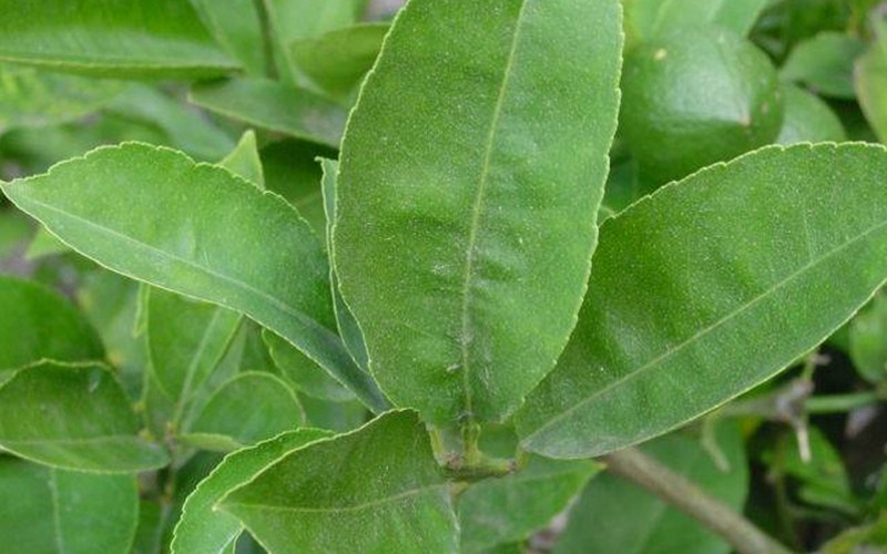 c2
