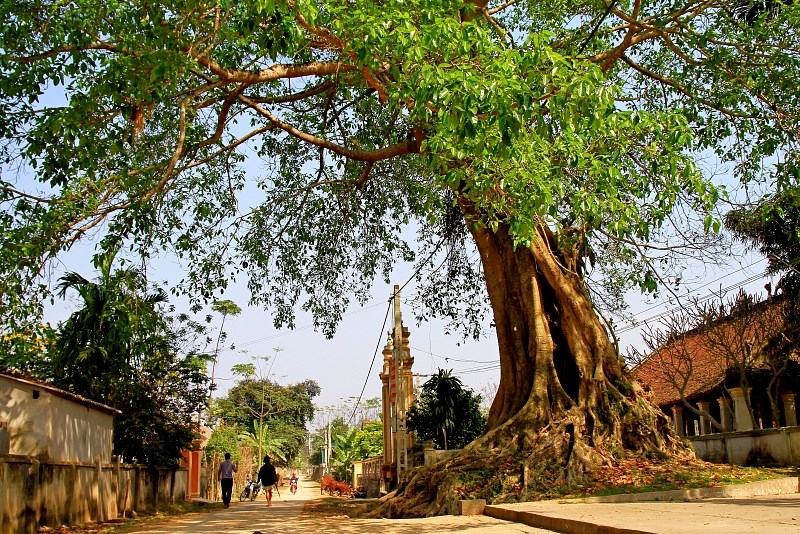 5-loai-cay-khong-nen-trong-truoc-cua-04