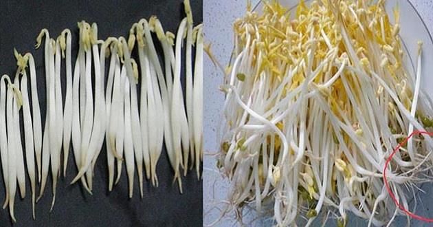 Giá đỗ không rễ nếu ăn nhiều gây hại cho gan hơn cả rượu bia