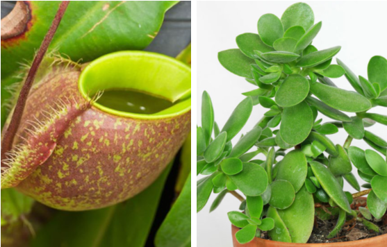 Cây phong thủy giúp hóa giải vận xui