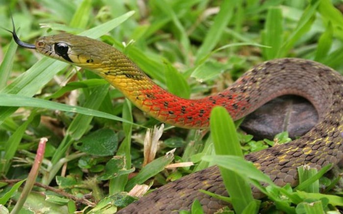 Hình ảnh con rắn học trò