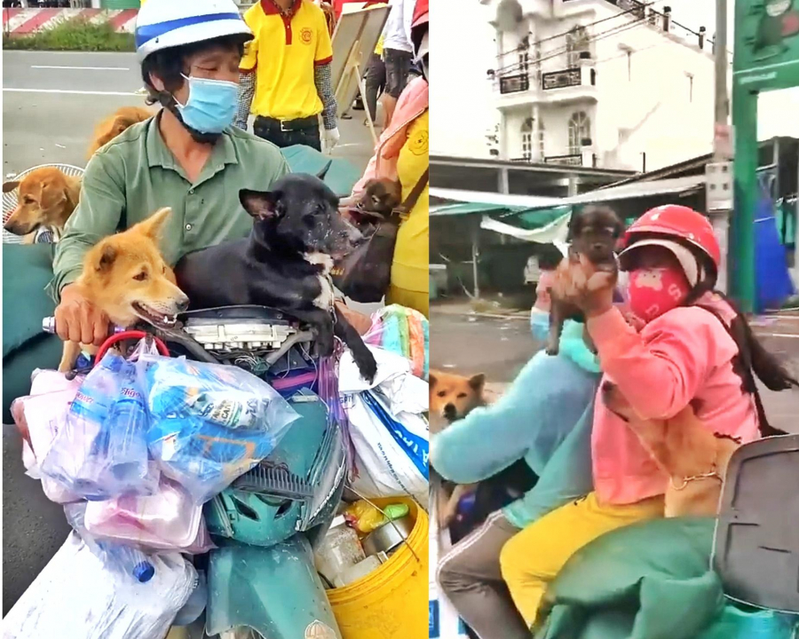 Hình ảnh cặp vợ chồng chở theo đàn chó về quê gây xôn xao mạng xã hội.