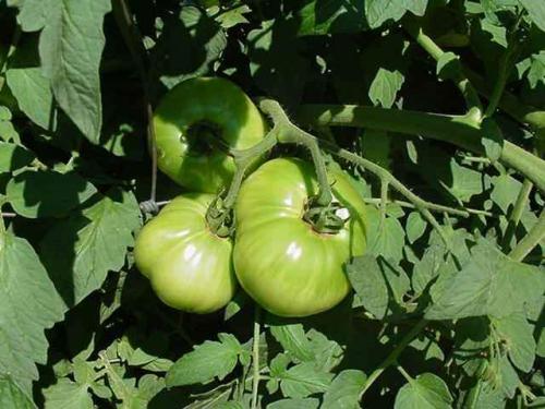Cà chua xanh có nhiều solanin gây hại cho gan