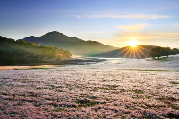 Đồi cỏ hồng Suối Vàng