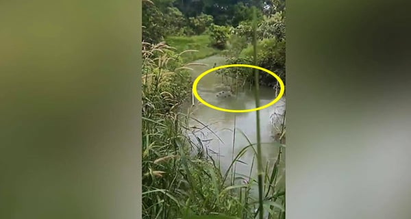 Thi thể cháu bé được tìm thấy tại con suối cạnh nhà