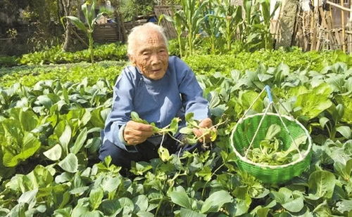 cu-ba-102-tuoi-noi-tang-van-khoe-nhu-30-01