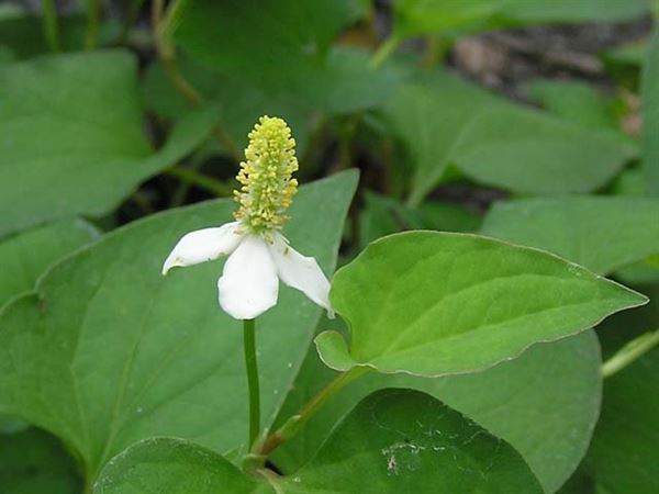 diepca