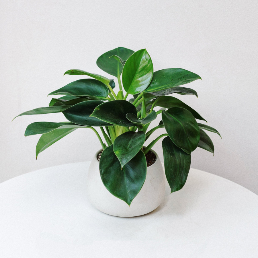 6-loai-cay-dat-len-ban-tho-01