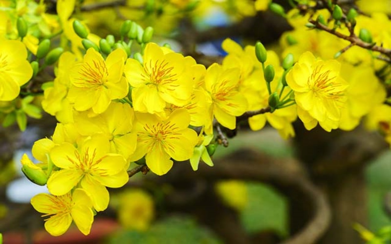 tre-sinh-vao-gio-nay-mang-menh-rong-phuong-04
