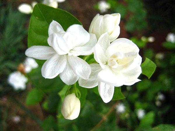 dung-sang-mung-1-am-dat-5-loai-hoa-nay-len-ban-tho-de-ca-thang-may-man-06