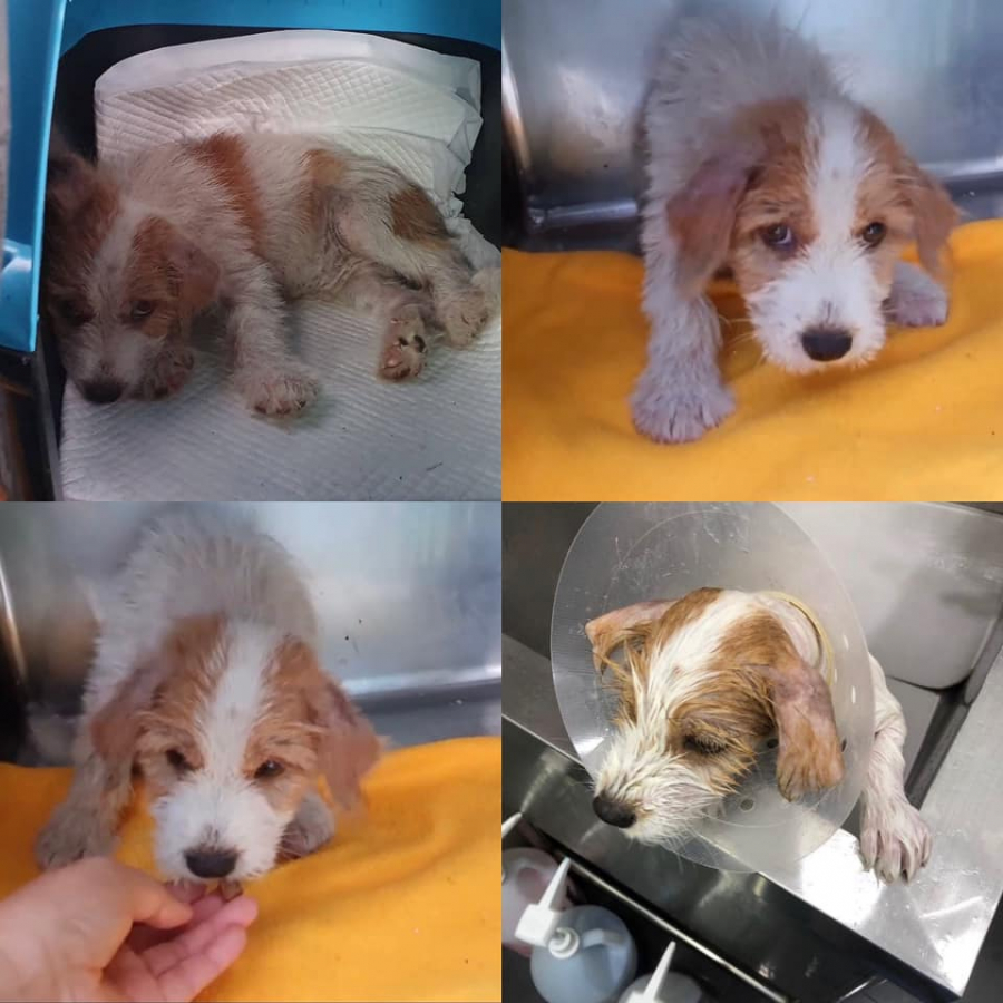 Hank đã từng là 1 chú chó bất hạnh  