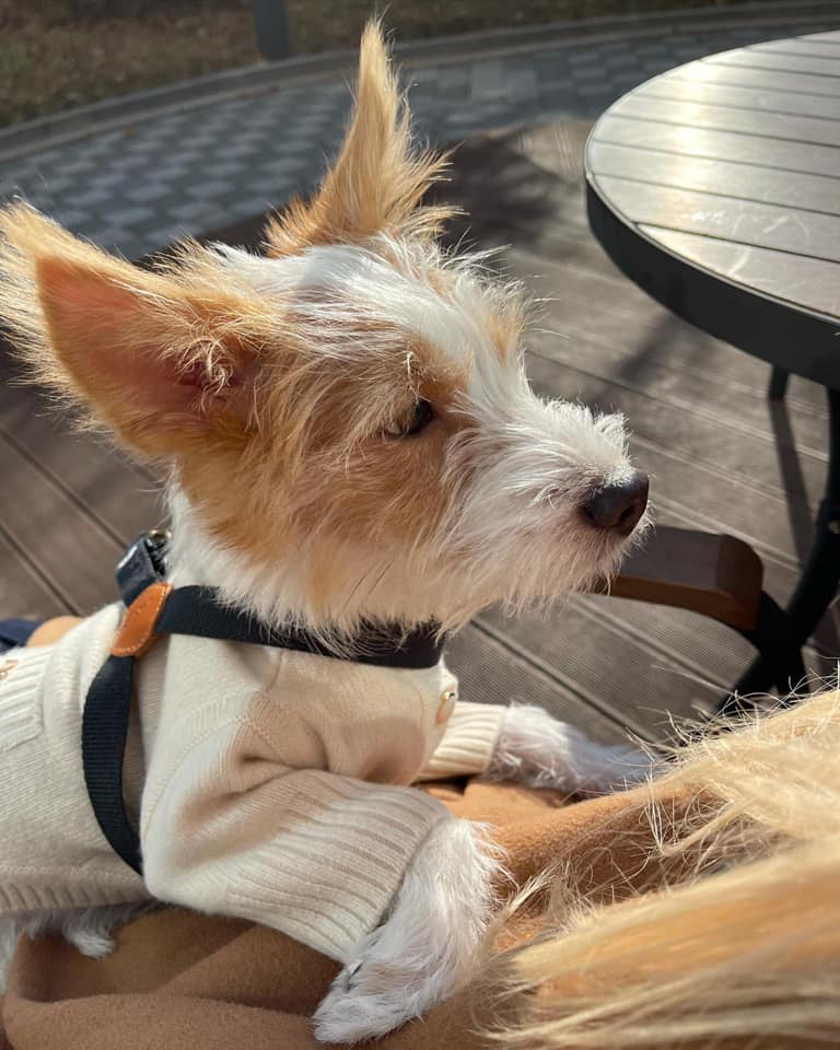 Hank khi được Rosé nhận nuôi  