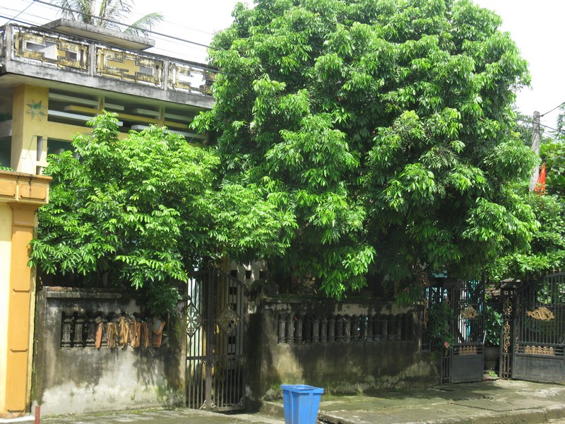 cay-to-truoc-nha-gia-dao-lao-doc-01