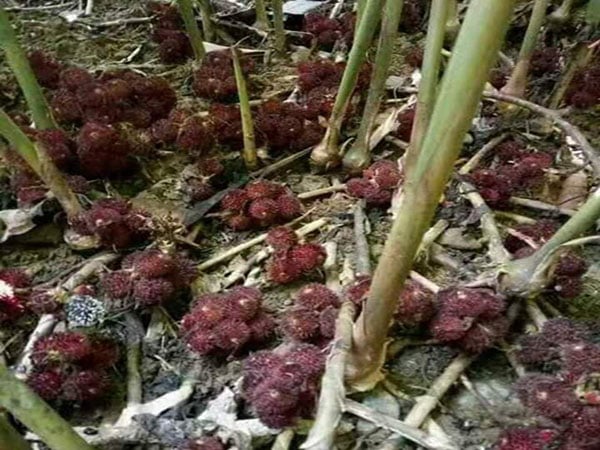 loai-cay