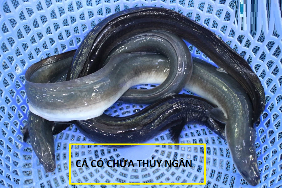 ca-chinh1