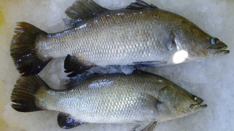 ca-giau-omega-3-06