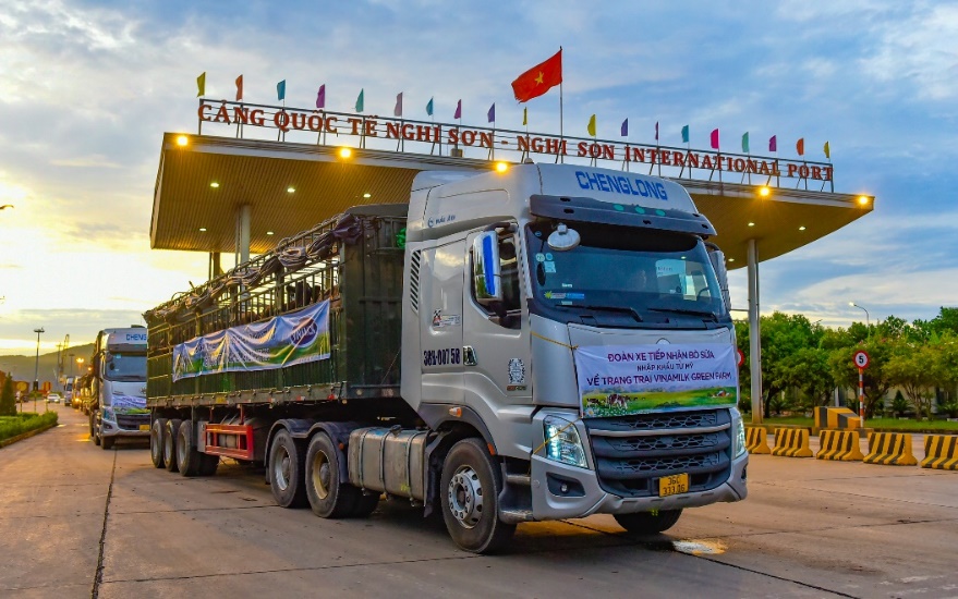 Hàng chục chuyến xe tải cùng các nhân viên trang trại làm việc xuyên đêm đến sáng để vận chuyển các cô bò về đến trang trại một cách an toàn và nhanh chóng nhất