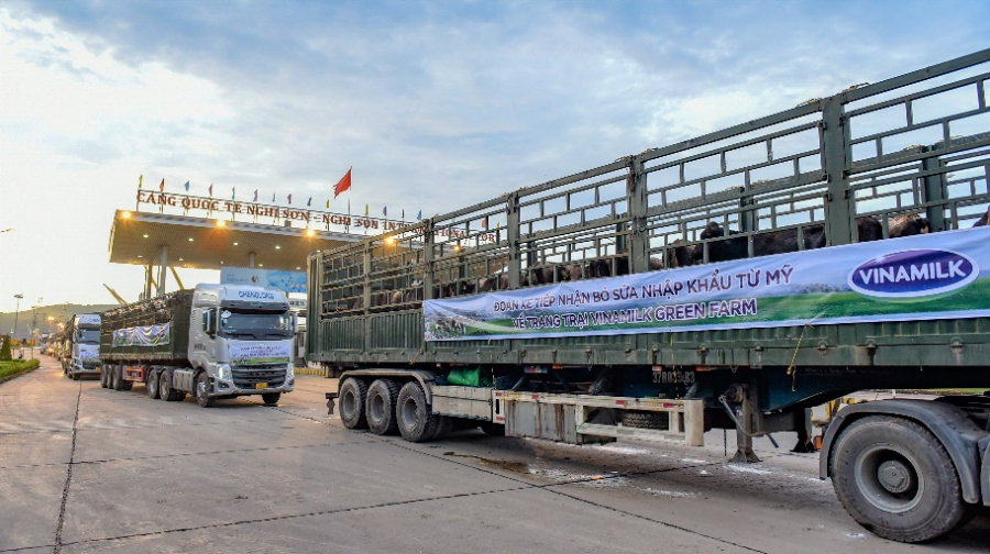 Thời tiết mát mẻ, mưa nhẹ làm dịu bớt khí hậu mùa hè miền Bắc đã tạo điều kiện thuận lợi cho việc vận chuyển đàn bò về trang trại