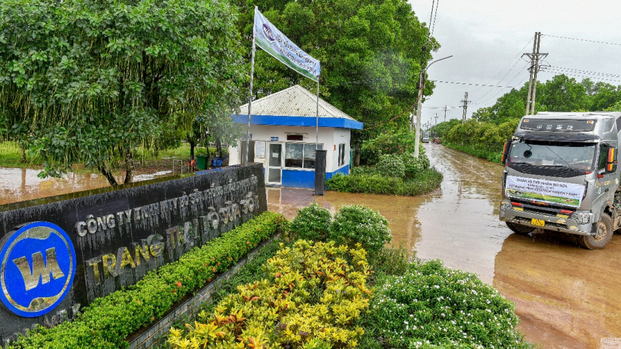 Sau khi về trang trại và được chăm sóc theo chế độ “tân đáo”, sức khỏe đàn bò đã ổn định và thích nghi với khí hậu tại Việt Nam.