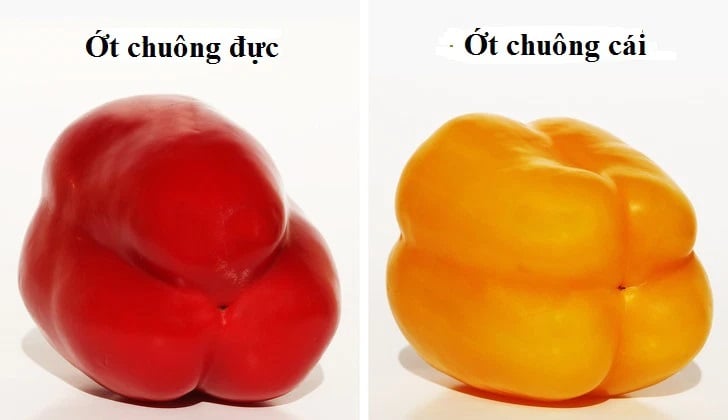 cach-chon-ot-chuong-02
