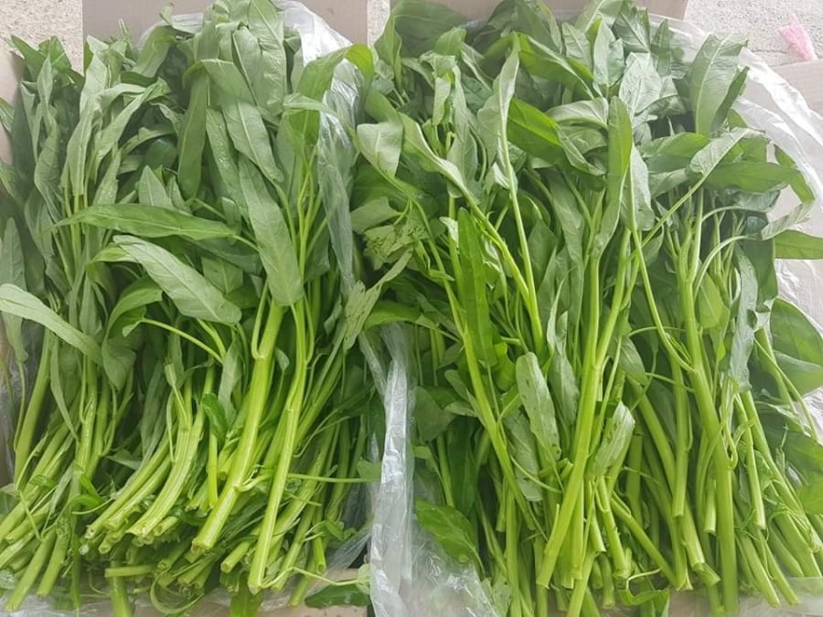 Chọn rau muống tươi ngon