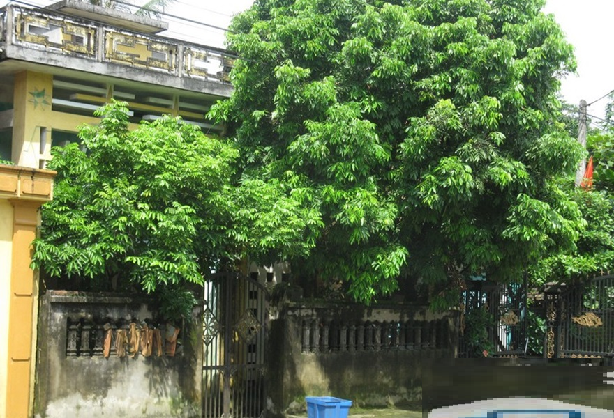truoc-nha-trong-tre1