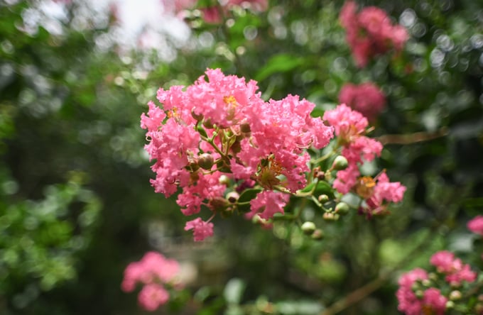nuoc-vo-gao-03