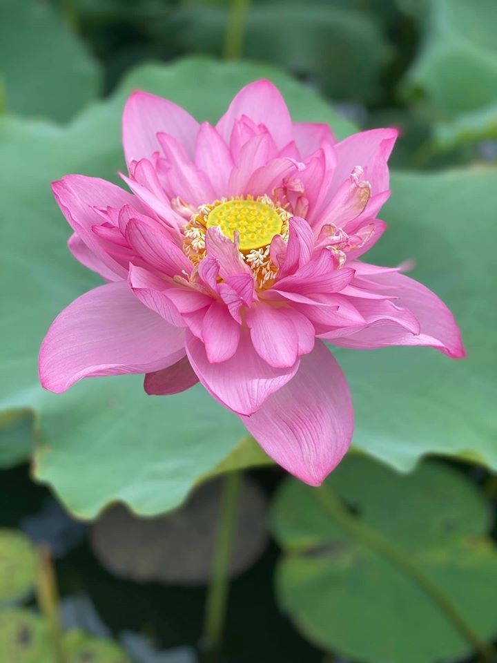 hoa-cung-ram-thang-7-02
