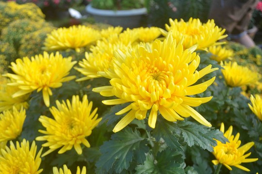 hoa-cung-ram-thang-7-03
