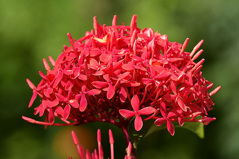hoa-cung-ram-thang-7-04