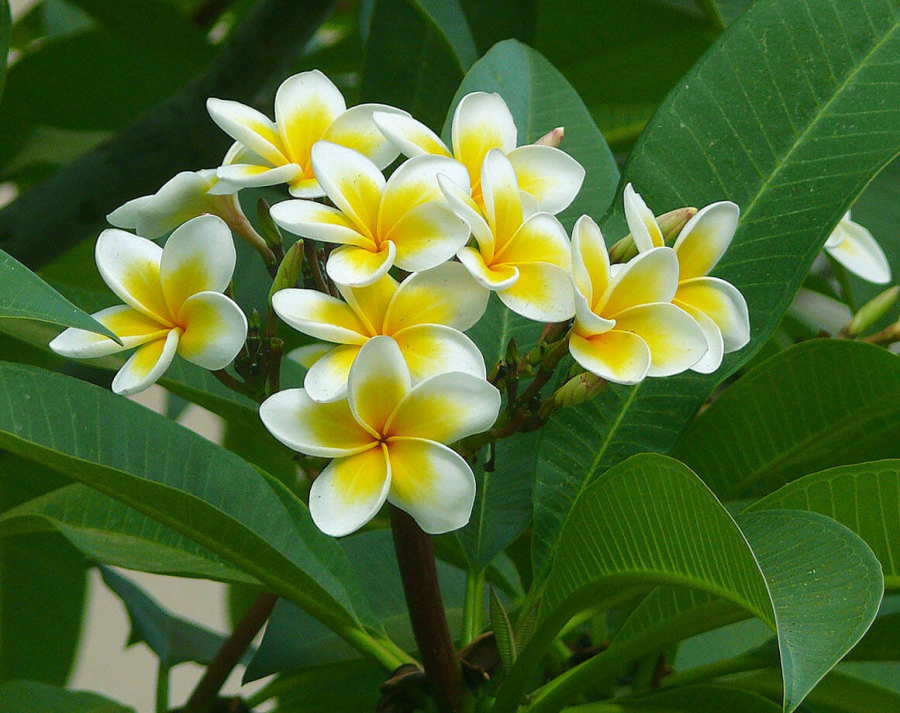 hoa-cung-ram-thang-7-9