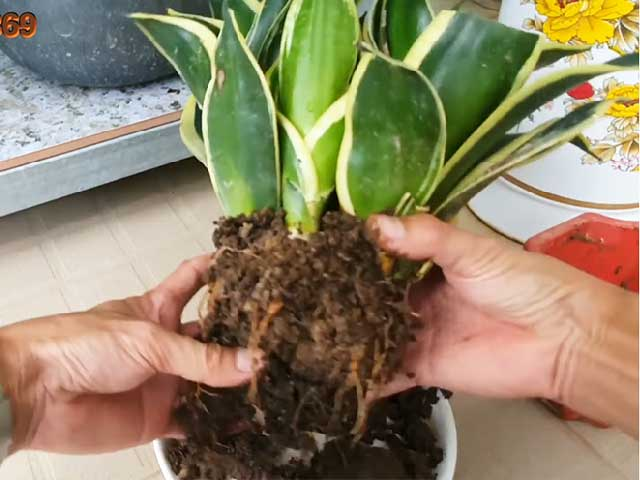trong-luoi-ho1