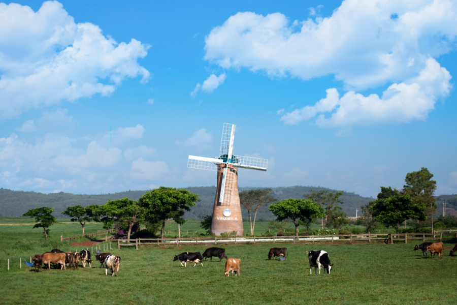 Trang trại bò sữa Vinamilk Organic Đà Lạt