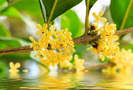 images (1)