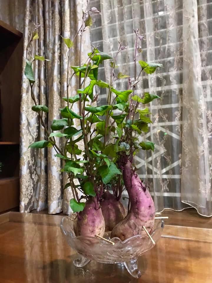 Khoai lang bonsai được khá nhiều người yêu thích vì vừa rẻ lại vừa dễ trồng. Cây có phần thân và lá khá đẹp mắt.