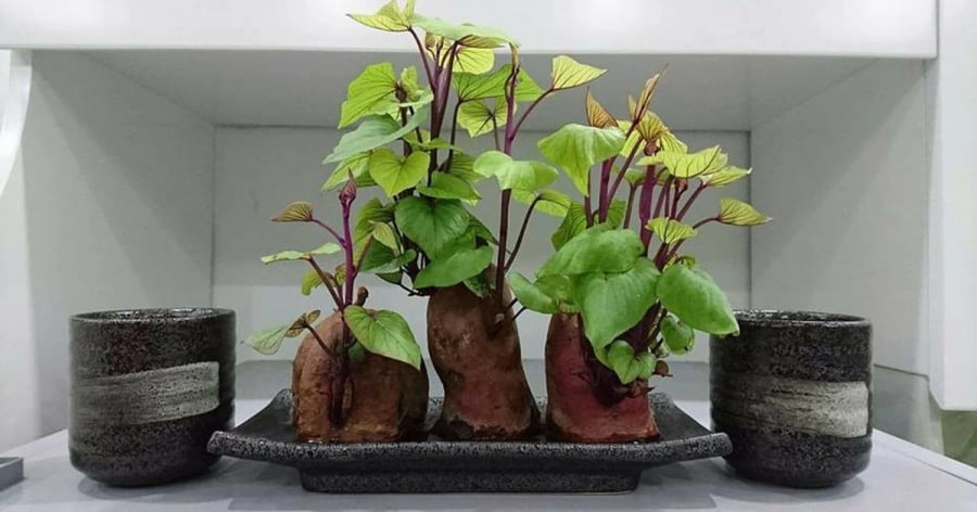 Khoai lang bonsai có thể trồng trong nước hoặc trồng trong chậu đất đều được.
