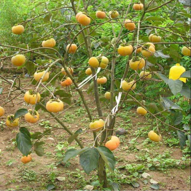 3 -loai-cay-may-man-giau-sang-ong-ba-trong-con-chau-huong=phu-quy-theo-toi-10-doi_3