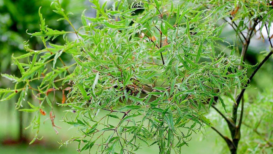 1576429717-547-thumbnail_schema_article