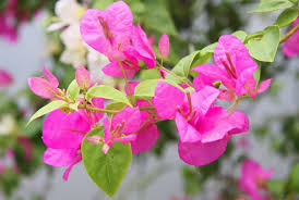 images (10)