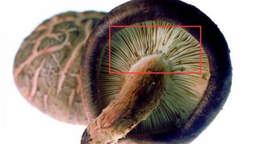 1589182693-756-thumbnail_schema_article