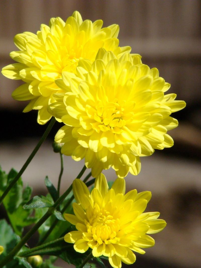 hoa-cung-ram-thang-8-02