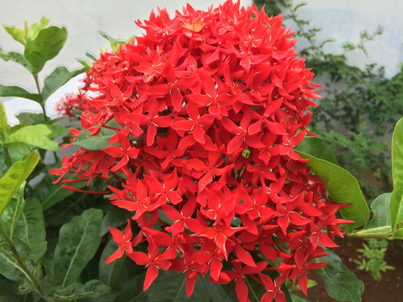 hoa-cung-ram-thang-8-06