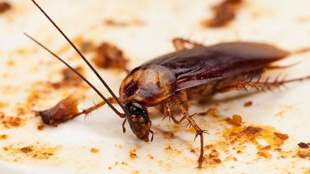 do-nuoc-giat-vao-toi-gian-nhieu-den-may-cung-diet-het-tiet-kiem-an-toan=hon-dung-thuoc-xit_2