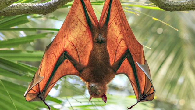 160531091736_australian_bat_640x360_other_nocredit